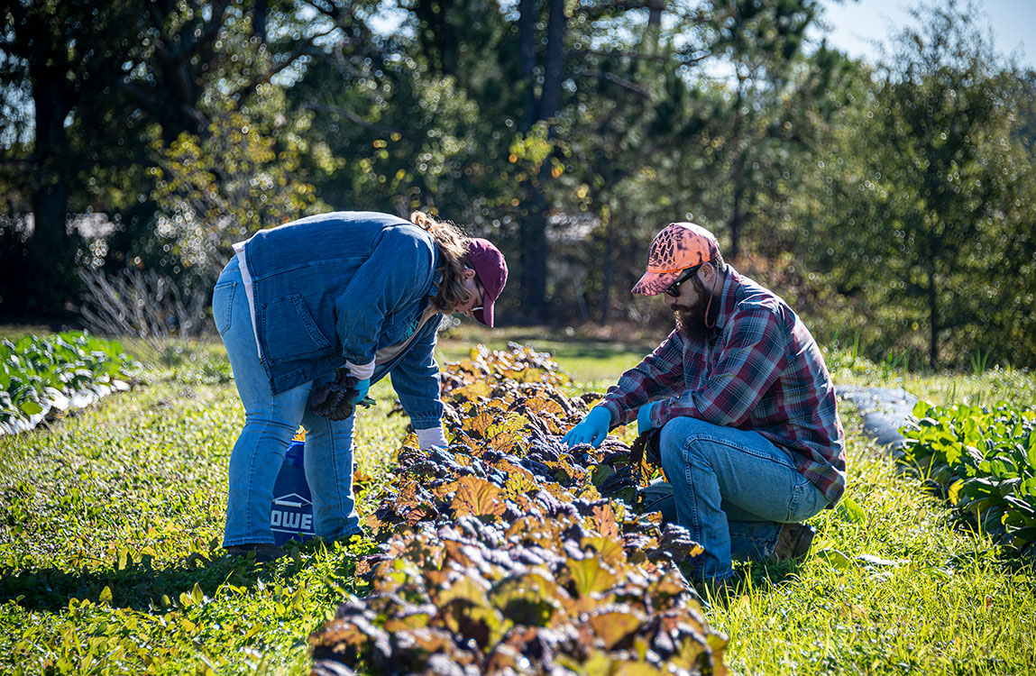 MSU student farm celebrates first harvest, feeds campus community through dining partnership