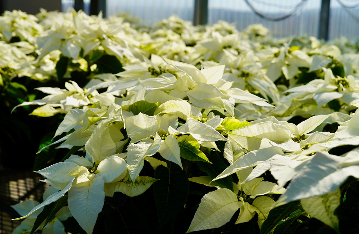 MSU-grown poinsettias featured during sales, displays this week