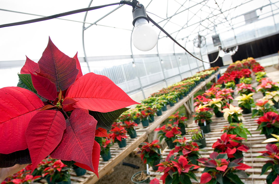 Red poinsettias are pictured in a greenhouse.