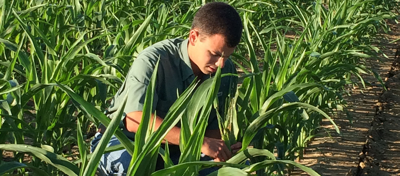 Student looking for insects